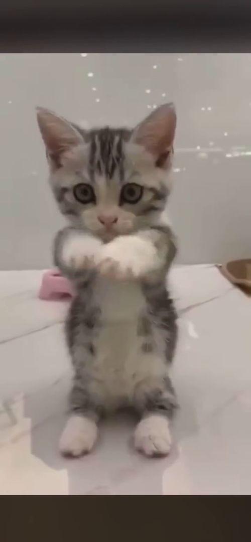 娱乐吃瓜酱布丁是只喵,揭秘网红喵星人的魅力人生 第2张 娱乐吃瓜酱布丁是只喵,揭秘网红喵星人的魅力人生 第2张