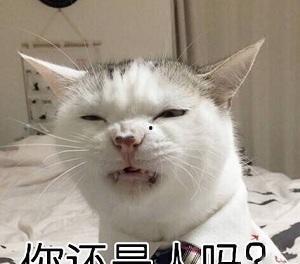 娱乐吃瓜酱布丁是只喵,揭秘网红喵星人的魅力人生 第3张 娱乐吃瓜酱布丁是只喵,揭秘网红喵星人的魅力人生 第3张