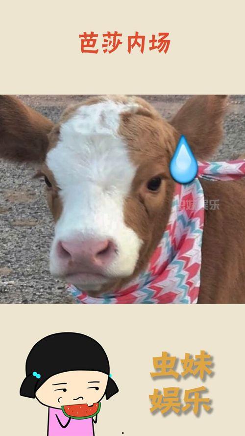 娱乐吃瓜酱图片搞笑,笑料横生的搞笑瞬间,让你笑到肚子疼! 第2张 娱乐吃瓜酱图片搞笑,笑料横生的搞笑瞬间,让你笑到肚子疼! 第2张