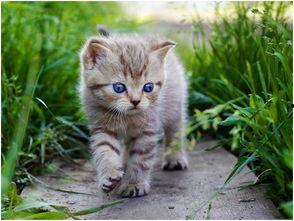 娱乐吃瓜酱猫,揭秘娱乐圈那些不为人知的幕后故事 第2张 娱乐吃瓜酱猫,揭秘娱乐圈那些不为人知的幕后故事 第2张