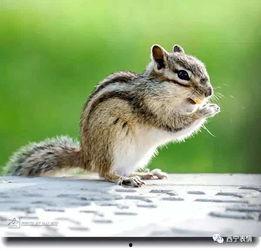 娱乐吃瓜小松鼠小说下载,揭秘小说世界中的趣味下载之旅 第2张 娱乐吃瓜小松鼠小说下载,揭秘小说世界中的趣味下载之旅 第2张